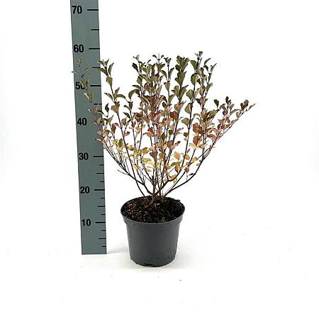 Syringa 'Red Pixie' Pot 3 Liter 30 - 40 cm