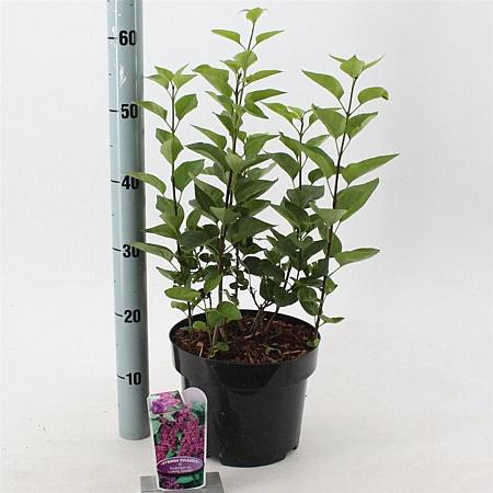Syringa v. 'And. an Ludwig Späth' Pot 5 Liter 40 - 50 cm