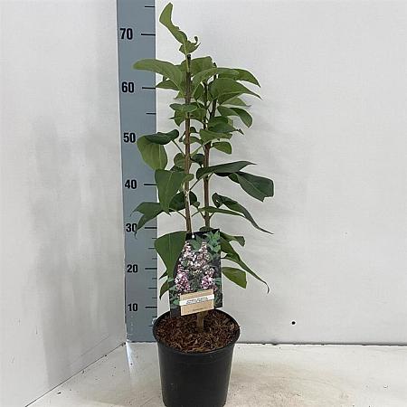 Syringa v. Beauty of Moscow Pot 2 Liter30 - 40 cm