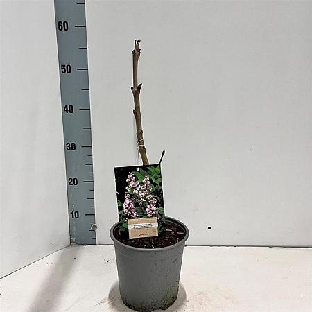 Syringa v. Beauty of Moscow Pot 2 Liter30 - 40 cm