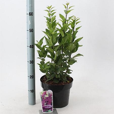 Syringa v. 'Charles Joly' Pot 5 Liter 40 - 50 cm
