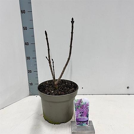 Syringa v. 'Charles Joly' Pot 5 Liter 40 - 50 cm