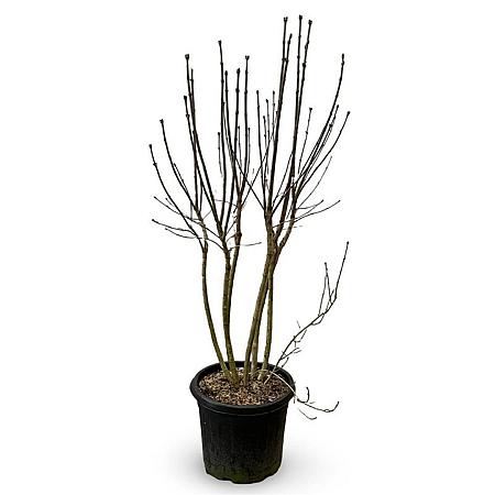 Syringa v. 'Charles Joly' Pot 35 Liter 125 - 150 cm