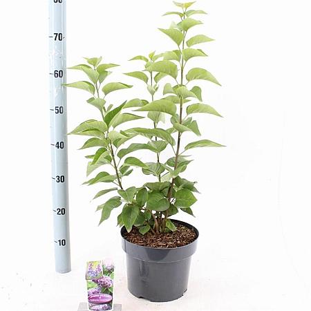 Syringa v. 'Katherine Havemeyer' Pot 5 Liter 40 - 50 cm