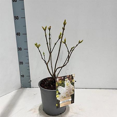 Syringa v. 'Mme Florent Stepman' Pot 2 Liter30 - 40 cm