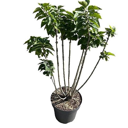 Syringa v. 'Mme Lemoine' Pot 4 Liter 40 - 50 cm