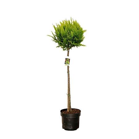 Chamaecyparis l. 'Stardust' Pot 10 liter Stam 80 cm