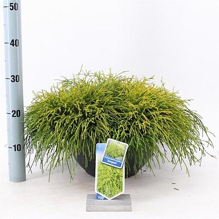 Chamaecyparis p. 'Sungold' Pot 7,5 Liter 30 - 40 cm