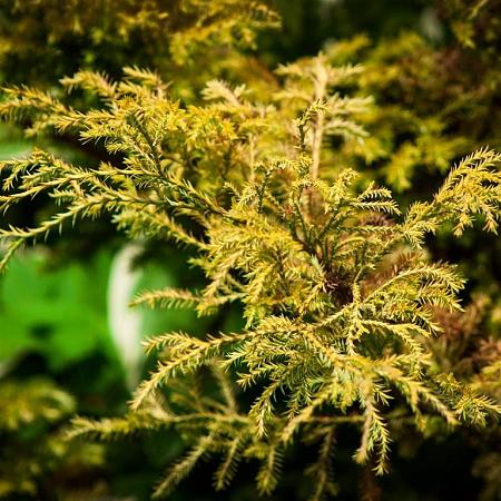 Chamaecyparis p. 'Sungold' Pot 7,5 Liter 30 - 40 cm