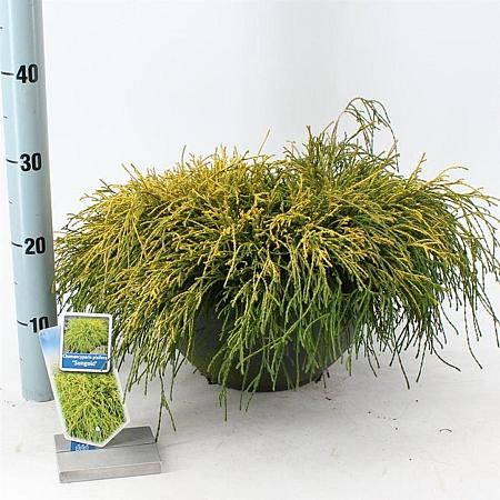 Chamaecyparis p. 'Sungold' Pot 7,5 Liter 30 - 40 cm