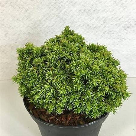 Cryptomeria j. 'Tenzan' Pot 3 Liter 10 - 20 cm