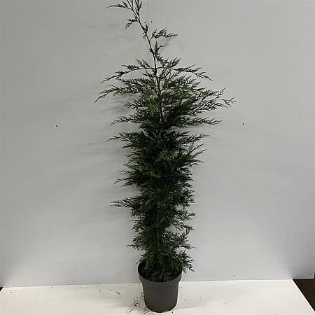 Cupressocyparis leylandii Pot 12 liter 175 - 200 cm