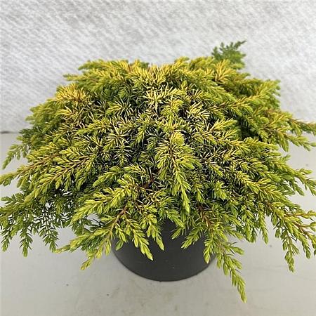 Juniperus comm. 'Lemon Carpet' Pot 10 liter 30 - 40 cm