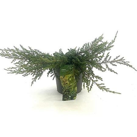 Juniperus comm. 'Repanda' Pot 2 Liter 20 - 30 cm