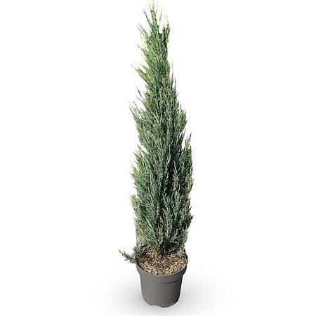 Juniperus s. 'Blue Arrow' Pot 12 liter 125 - 150 cm