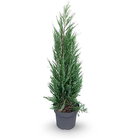 Juniperus s. 'Blue Arrow' Pot 12 liter 100 - 125 cm