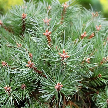 Pinus sylvestris Pot 10 liter Stam 80 cm