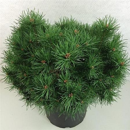 Pinus sylv. 'Sandringham' Pot 10 liter 30 - 40 cm