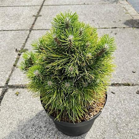 Pinus tabuliformis 'Shenyang' Pot 10 liter 30 - 40 cm