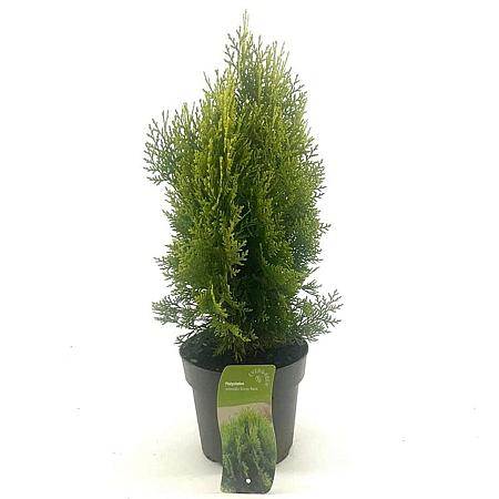 Platycladus or. 'Aurea Nana' Pot 2 liter 25-30cm