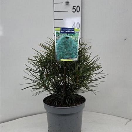 Sciadopitys verticillata Pot 5 liter 25-30cm