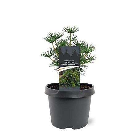 Sciadopitys vert. Green Diamond Pot 3 Liter 