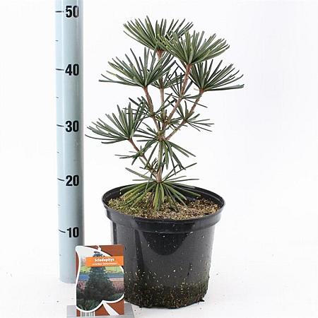 Sciadopitys vert. 'Sternschnuppe' Pot 5 Liter 30 - 40 cm