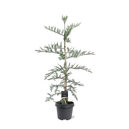 Sequoia sempervirens Pot 5 Liter 100 - 125 cm