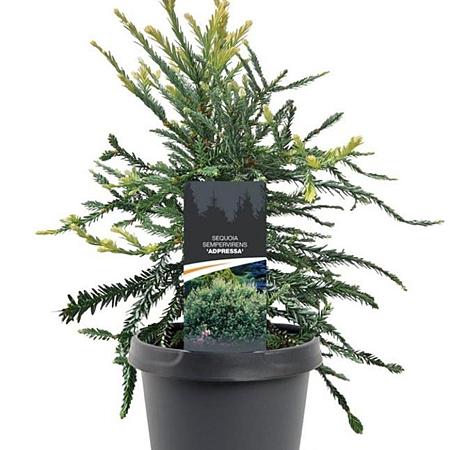 Sequoia s. 'Adpressa' Pot 3 Liter 