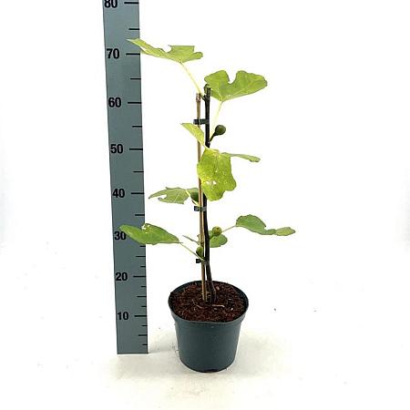 Ficus car. Little Miss Figgy Pot 3 liter 25-30cm