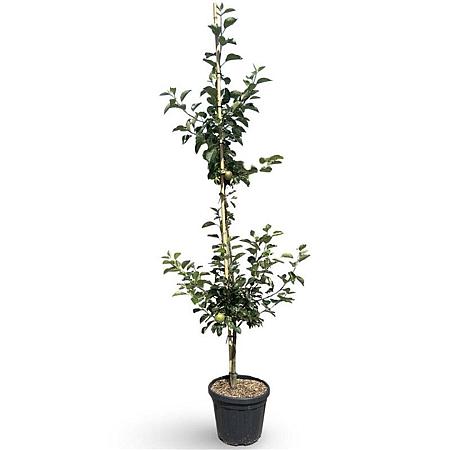 Malus d. 'James Grieve' Pot 18 liter 200 - 250 cm