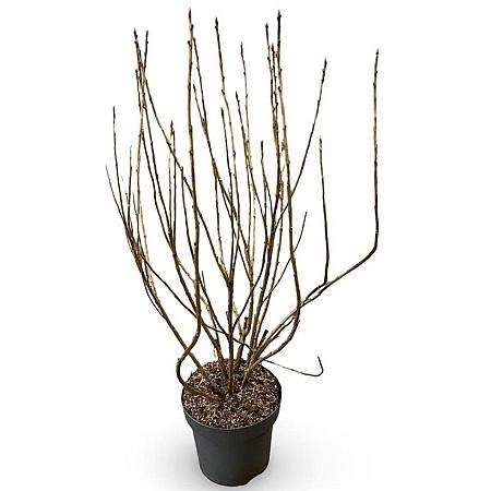 Ribes nigr. 'Titania' Pot 12 liter 100 - 125 cm