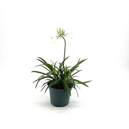 Agapanthus Everpanthus Ever White Pot 2 Liter 20 - 30 cm
