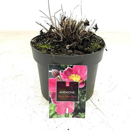Anemone h. 'Emmy Deep Rose' Pot 2 Liter