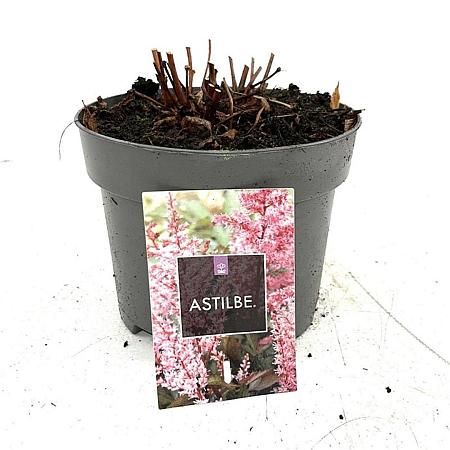 Astilbe japonica Pot 2 Liter