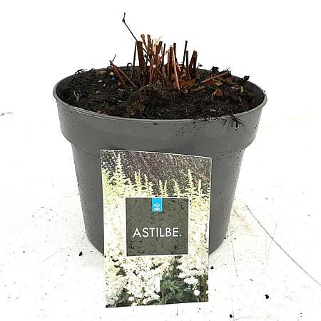 Astilbe japonica Pot 2 Liter