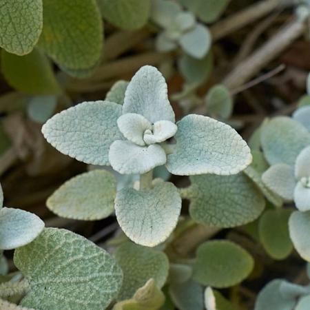 Ballota pseudodictamnus Pot 2 liter 25-30cm