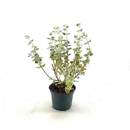 Ballota pseudodictamnus Pot 2 liter 25-30cm