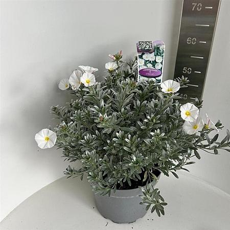 Convolvulus cneorum Pot 10 liter 30 - 40 cm