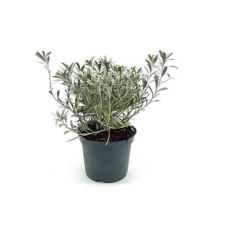 Convolvulus cneorum Pot 2 liter 25-30cm