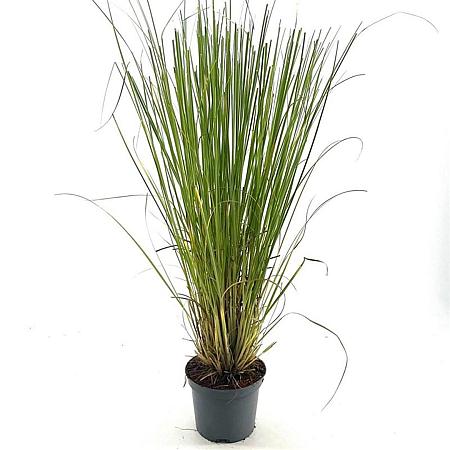 Cortaderia selloana Pot 3 Liter 40 - 50 cm