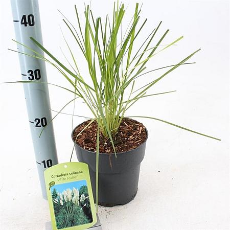 Cortaderia s. 'White Feather' Pot 2 Liter60 - 80 cm