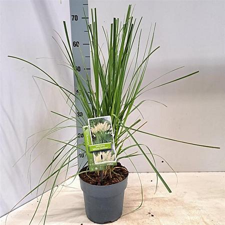 Cortaderia s. 'White Feather' Pot 2 Liter60 - 80 cm