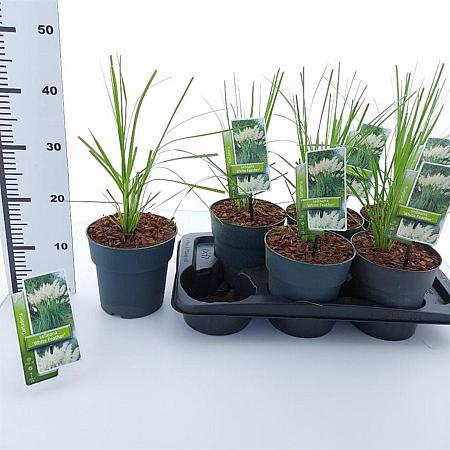 Cortaderia s. 'White Feather' Pot 2 Liter60 - 80 cm