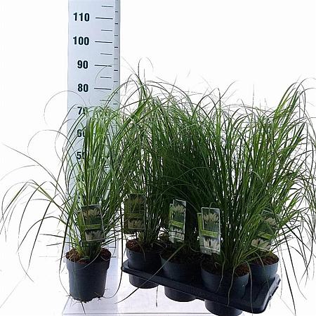 Cortaderia s. 'White Feather' Pot 2 Liter60 - 80 cm