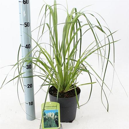 Cortaderia s. 'White Feather' Pot 2 Liter60 - 80 cm