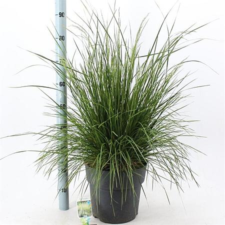 Deschampsia cesp. 'Goldtau' Pot 12 liter 60 - 80 cm