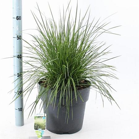 Deschampsia cesp. 'Goldtau' Pot 12 liter 60 - 80 cm