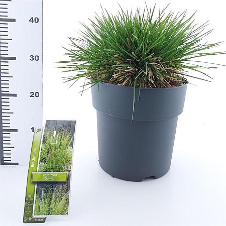 Deschampsia cesp. 'Goldtau' Pot 12 liter 60 - 80 cm
