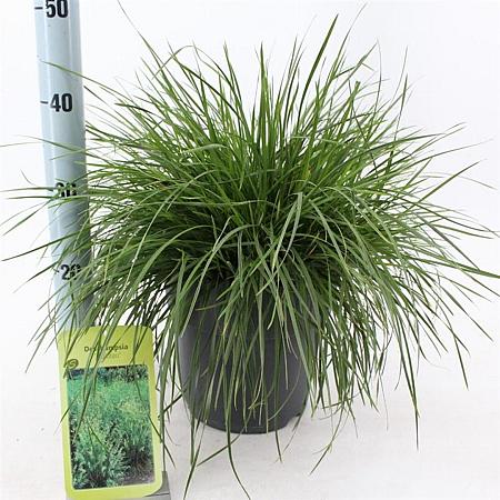 Deschampsia cesp. 'Goldtau' Pot 6,5 liter 40 - 60 cm